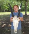 African Eland Skull with Horns 23 inches around the curve of the horns - (You are buying the skull pictured **Sale** $99.99)