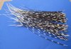 100 Porcupine Quills 9 to 20 inches - You are buying the quills shown for .68 each