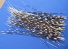 100 Porcupine Quills 11 to 18 inches - You are buying the quills shown for .65 each