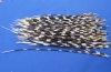 100 Porcupine Quills 10 to 15 inches - You are buying the quills shown for .60 each