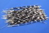 100 Porcupine Quills 9 to 14 inches - You are buying the quills shown for .60 each