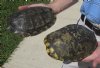 2 piece lot of 7 and 7-1/2 inch Red Eared Slider Turtle Shells - You are buying the 2 shells shown for $10.00  each
