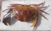 7 inch Dried Spotted Reef Crab, Carpilius maculatus - You are buying the dried crab shown for $13.00