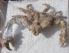 7 inch Dried Stone Crab, Daldorfia Horrida for $13.00. (This is the one you are buying.)