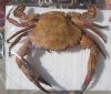 9 inch Large Dried Swimming Crab, Charybdis natator - You are buying the crab shown for $15.00