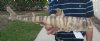 22 inches long Taxidermy Bullhead Shark Mount - You are buying the mount pictured for $55.00