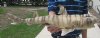 23 inch long Taxidermy Bullhead Shark Mount (You are buying the shark mount shown) for $55.00