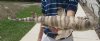 22 inch long Taxidermy Bullhead Shark Mount(You are buying the shark mount shown)for $55.00
