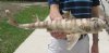 18 inch long Taxidermy Bullhead Shark Mount (You are buying the shark mount shown) for $40.00