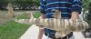18 inch long Taxidermy Bullhead Shark Mount(You are buying the shark mount shown)for $40.00