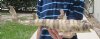 18 inch long Taxidermy Bullhead Shark Mount(You are buying the shark mount shown)for $40.00