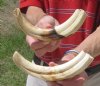 Two piece 9 inch Warthog Tusks, Warthog Ivory from African Warthog 1.0 lb (You are buying the tusks in the photo) for $60.00