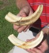 Two piece 9 inch Warthog Tusks, Warthog Ivory from African Warthog .95 lb (You are buying the tusks in the photo) for $55.00