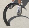 Polished Water Buffalo Horn 35-1/2 inches measured around the curve of the horn for $24.00 (This is the horn you are buying.)