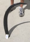 Polished Water Buffalo Horn 35-1/2 inches measured around the curve of the horn for $24.00 (This is the horn you are buying.)