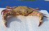 7 inches Dried Swimming Crab, Charybdis natator - You are buying the dried crab shown for $11.00