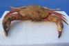 7-1/2 inches Dried Swimming Crab, Charybdis natator - You are buying the dried crab shown for $11.00
