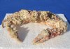 8 inches long Dried Stone Crab, Daldorfia Horrida $13.00 (This is the one you are buying.)