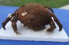 7 inches Sleepy Sponge Crab, Dromia dormia - You are buying the dried crab shown for $13.00
