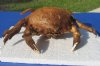9 inches Sleepy Sponge Crab, Dromia dormia - You are buying the dried crab shown for $13.00