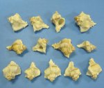 Wholesale Virgin Murex 2-3/4 to 3-1/2 inches Packed 50 pieces @ .10 each; 500 (10 packs) @ .09 each