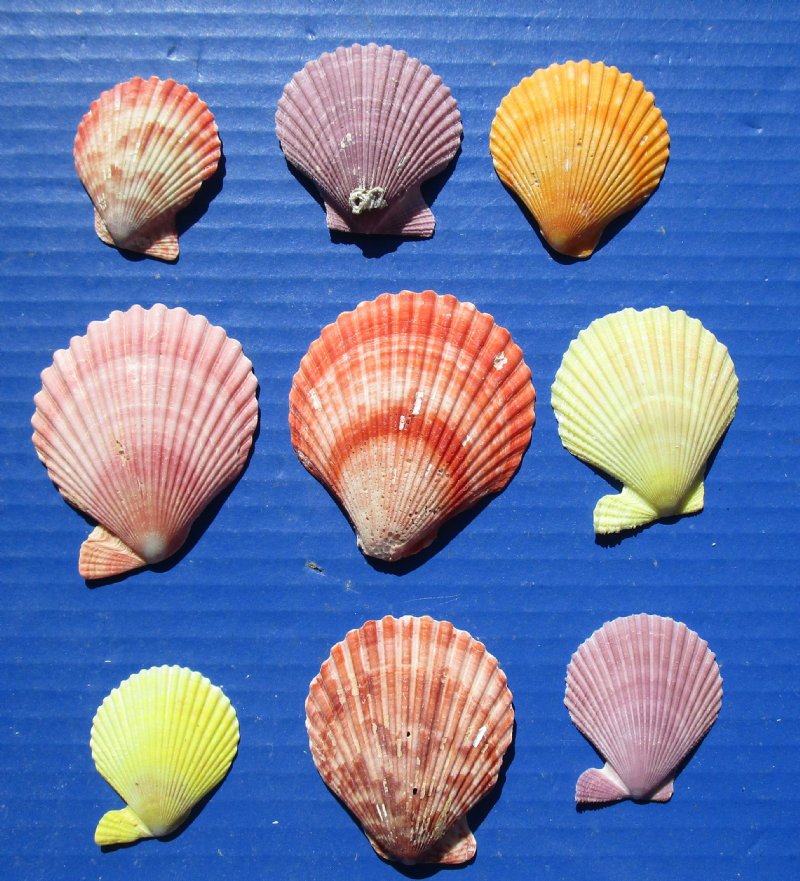 Wholesale colorful pecten nobilis shells in bulk gallon bags