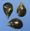Black Pen Shells Wholesale  6 to 7-7/8 inches - Packed: 6 @ $1.30 each 