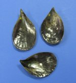 Wholesale black pen shells 8" up Minimum 6 pieces @ $2.30 each; 