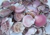 Wholesale Pecten Purpuratus Shells, Purple Scallop Shells  2 inches to 2-1/2 inches $4.00 a gallon; Case of 10 Gallons @ $3.60 a gallon