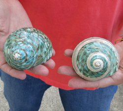 2 piece lot of Mixed Polished Turbo Shells for shell crafts - For Sale for $15/lot
