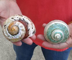 2 piece lot of Gorgeous Mixed Polished Turbo Shells for shell crafts for $15/lot