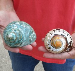 Buy this 2 piece lot of Beautiful Mixed Polished Turbo Shells for shell crafts for $15/lot