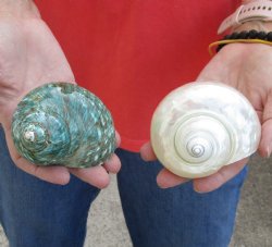 Buy this 2 piece lot of Beautiful Mixed Polished Turbo Shells for shell crafts for $15/lot