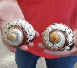 Buy this Beautiful 2 piece lot of Polished Turbo Sarmaticus Shells for shell crafts for $15/lot