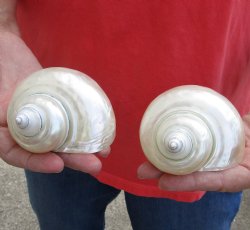 Buy this 2 piece lot of Beautiful Pearl Turbo Shells for shell crafts for $15/lot