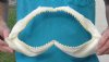 14 inch Shark Jaw (You are buying the jaw shown) for $15.00