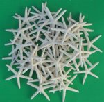 Wholesale Case White Finger Starfish Pencil Starfish 4" - 6" Packed Case of 800  @ .36 each; 