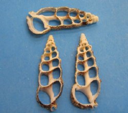 Wholesale Center Cut Cerithium Aloco seashells in bulk 2" to 2-1/2"  - 100 pieces @ .15 each; 500 pcs @ $.13 each 