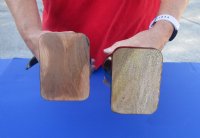 2 pc lot of Polished Cow/Cattle Horns on wooden base 11 and 12 inch - Buy Now for $25 