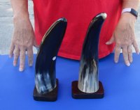 2 pc lot of Polished Cow/Cattle Horns on wooden base 11 inches - For Sale for $25 