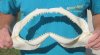 14 inch Shark Jaw (You are buying the jaw shown) for $15.00