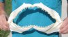 13 inch Shark Jaw (You are buying the jaw shown) for $14.00