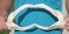 13 inch Shark Jaw (You are buying the jaw shown) for $14.00
