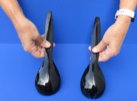 2 pc lot of Polished Buffalo Horn, Ox Horn Soup Spoon and Spork Set -11 inches. For Sale for $24.00