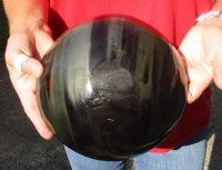Polished Buffalo Horn, Ox Horn bowl measuring 8" long by 2-1/2 deep For Sale for $19 
