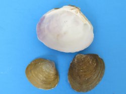 Wholesale Codakia punctata clam shells bulk - 1" to 2-1/2" - 20 kilos @ $1.30 kilo (46 pounds) 