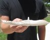 10-1/2 inches Alligator Bone Knife Hand Carved Gator Bones (You are buying the one shown for $15.00)