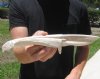 10 inches Alligator Bone Knife Hand Carved Gator Bones (You are buying the one shown for $14.99)