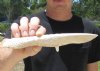 9 inches Alligator Bone Knife Hand Carved Gator Bones (You are buying the one shown for $15.00)