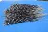 12 to 20 inches 300 Porcupine Quills from Africa (You are buying the quills shown in the photo priced .40 each)